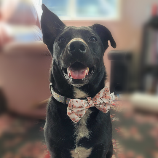 Dapper Dog Bow Tie